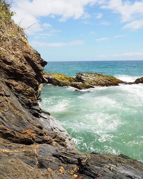 Shivana Maharaj The most important seaweed in the Caribbean comes from the rocky northeast coast of Trinidad (Credit: Shivana Maharaj)