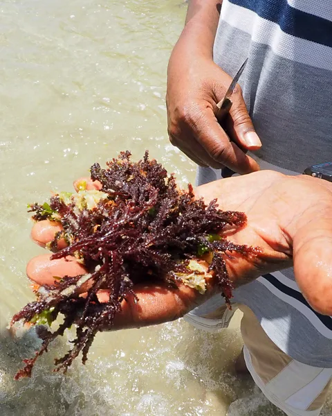 Shivana Maharaj Seaweed in Trinidad is harvested by hand during the dry season from January to May (Credit: Shivana Maharaj)