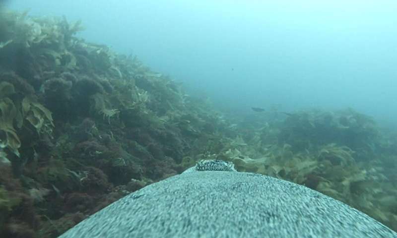 Sea lion camera operators help researchers explore previously uncharted ocean areas