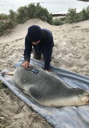 Sea lion camera operators help researchers explore previously uncharted ocean areas