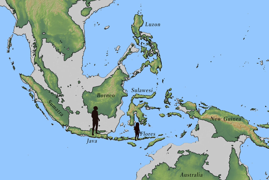 Map of present-day Indonesia, showing the locations of the discoveries of Javanese Homo erectus and Homo floresiensis.  Areas of land exposed to glacial sea level decline are shown in grey.