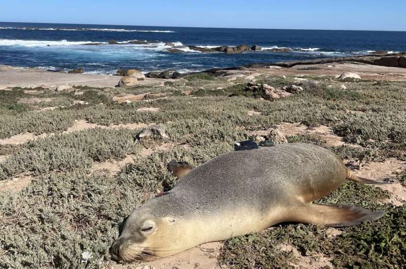 Sea lion camera operators help researchers explore previously uncharted ocean areas