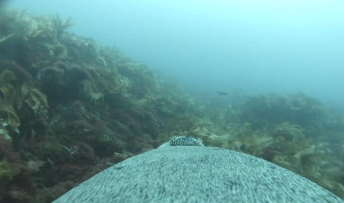 a picture taken by a sea lion while swimming.  shows the sea floor full of rocks and grass, and part of the blue body of the sea lion is visible