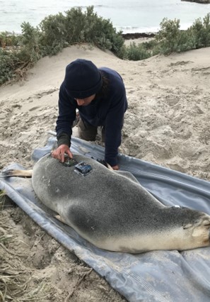 a scientist equips a sea lion with a camera on the beach