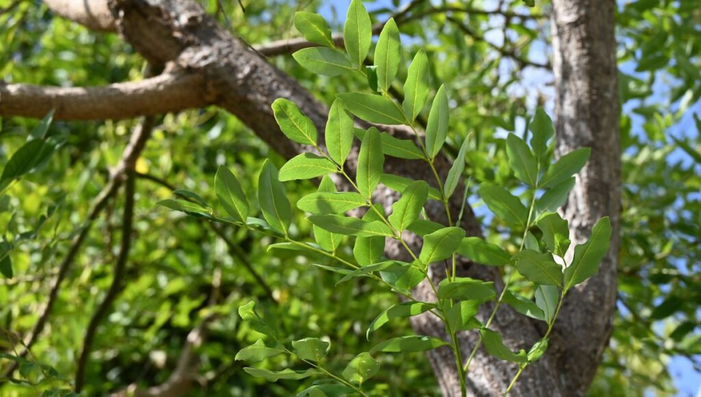 Street lights make it difficult to eat the leaves of nearby trees