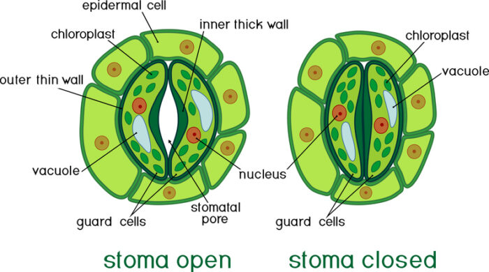 Diagram of a plant's respiratory structures called stomata showing the different arrangement of cells when open and closed