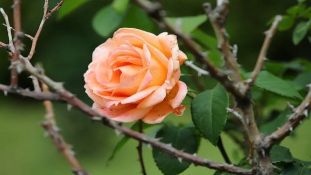 Why do roses have thorns?  Science explains